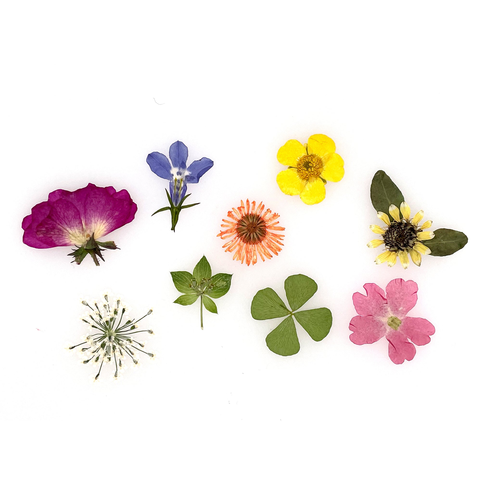 Mini Dried Flower Resin Inclusions