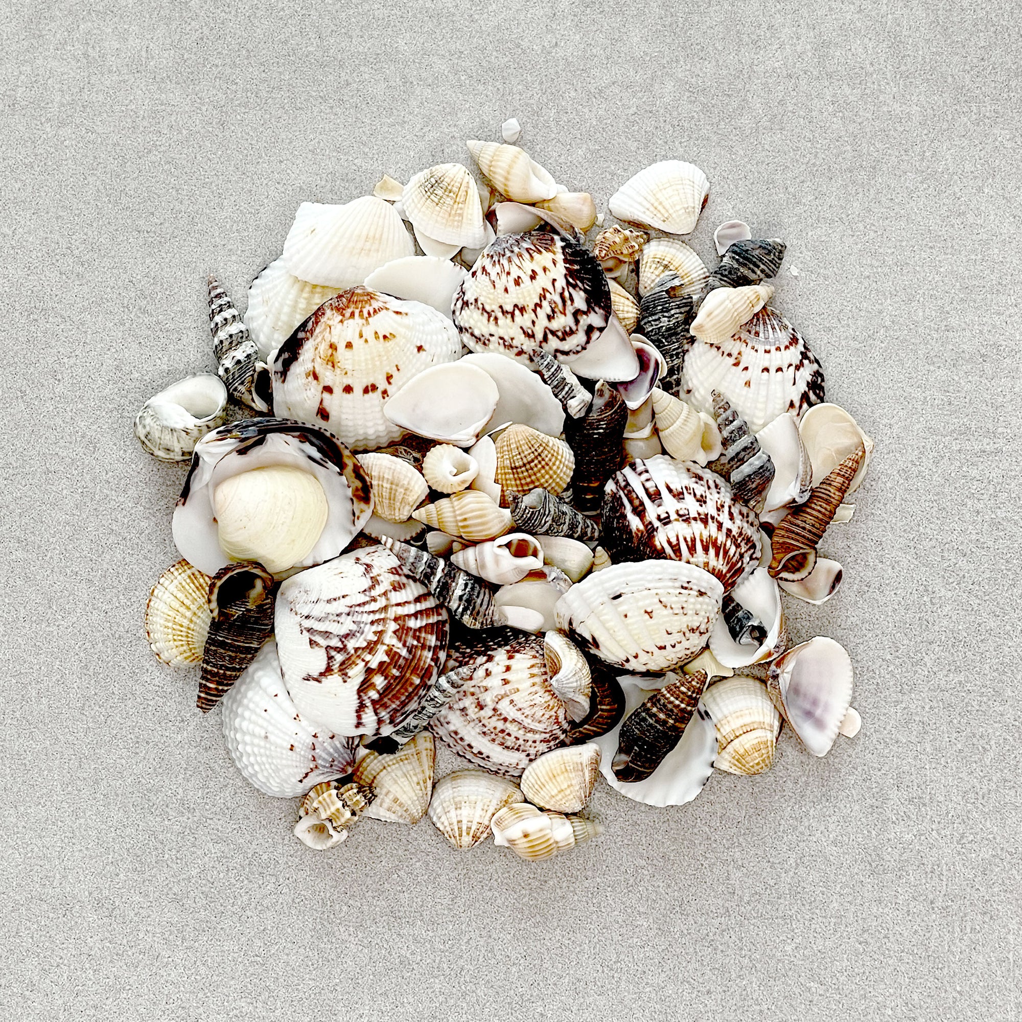 Seashells Inclusions