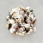 Sea Shells Inclusions